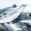 Lai zivīm pilnie Latvijas ūdeņi kļūtu par nacionālo lepnumu, nozarei nepieciešams valsts atbalsts